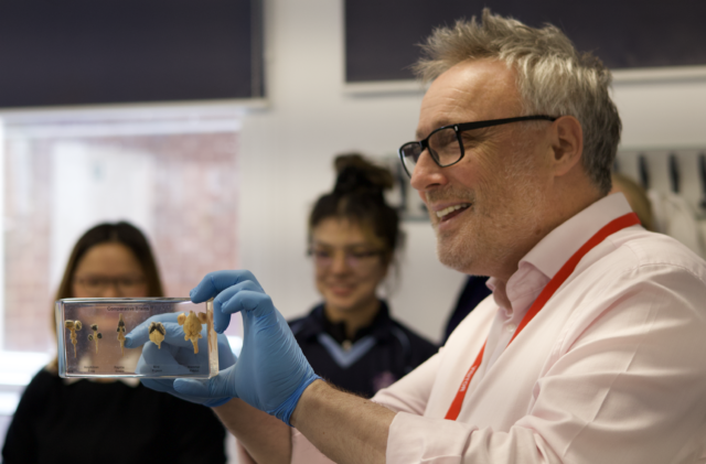 Lab worker in pink shirt and red lanyard wearing blue gloves holds a display case of comparative brain specimens, smiling as observers watch.